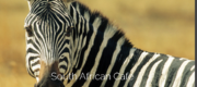  Zebra Crossing